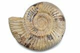 Polished Jurassic Ammonite (Perisphinctes) - Madagascar #378958-1